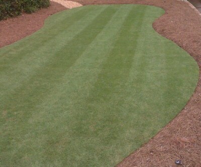 Bermuda Sod 419